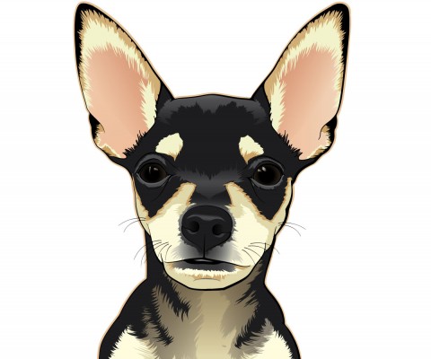 Color illustration of a black and tan chihuahua puppy.