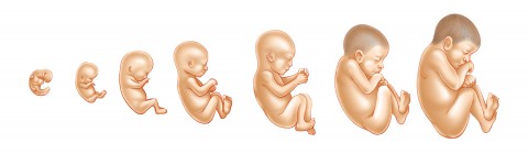 Color illustration of developing fetus. Seven stages.
