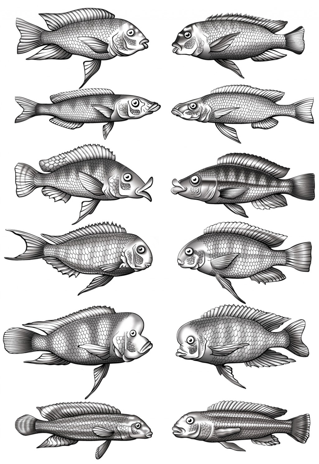 Evolutionary Radiations. Adobe Photoshop & Illustrator. May 2011.