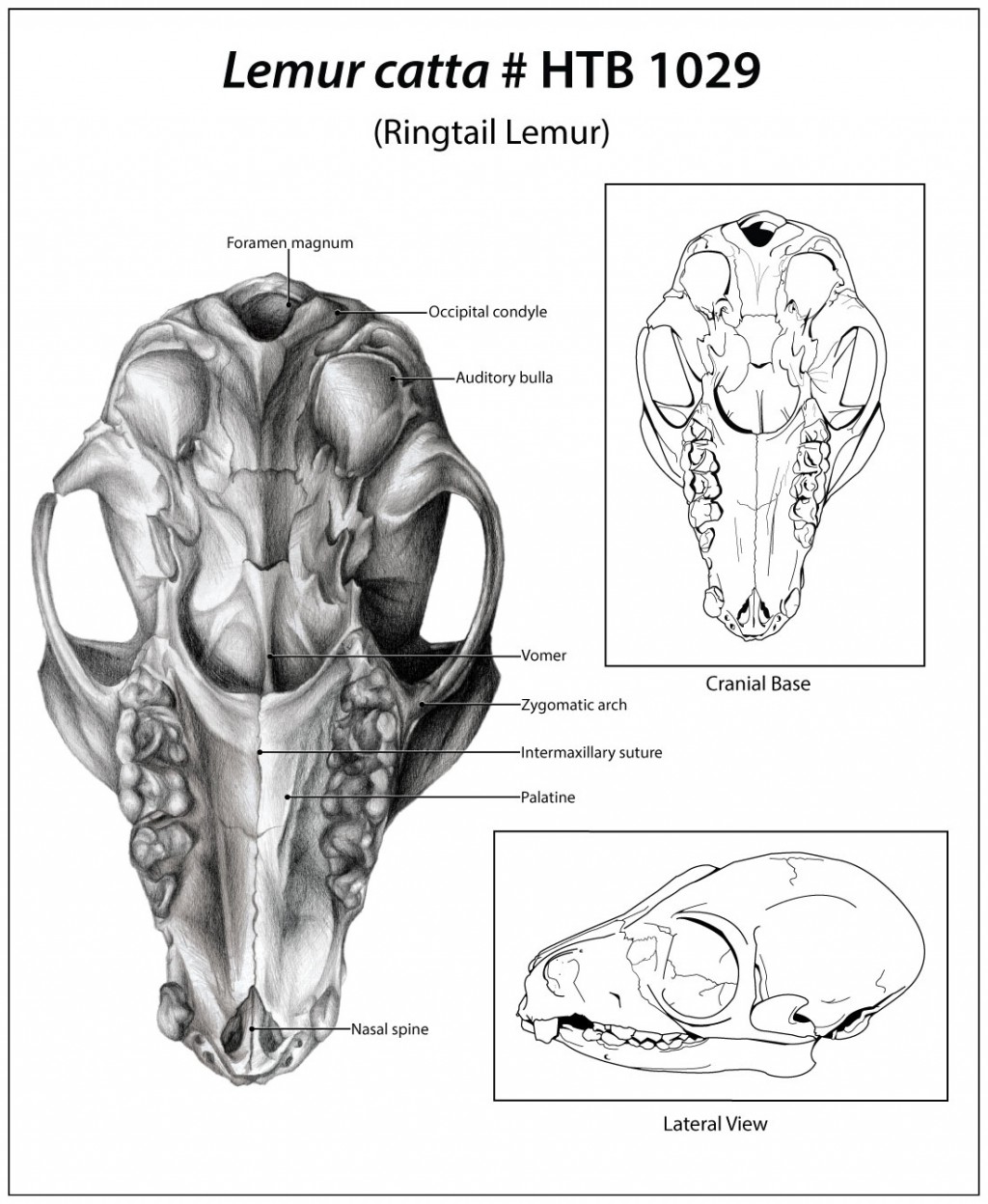 Black and white, graphite and line art drawings of a ringtail lemur skill. Cranial base labeled, and a lateral view inset with lower jaw.
