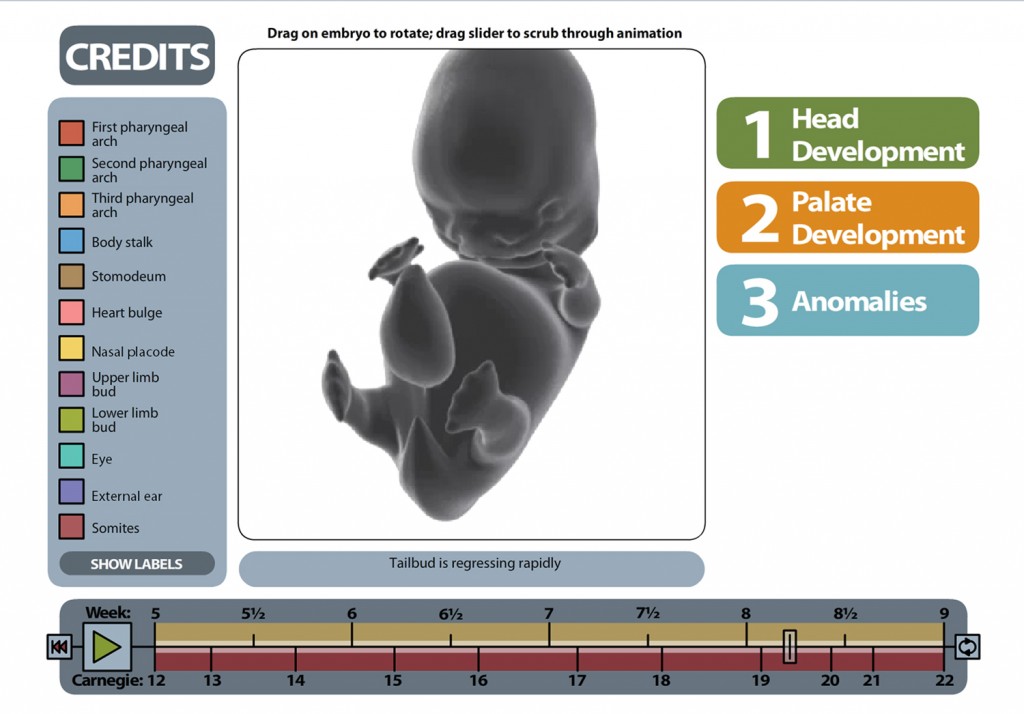 Full color screenshot from human embryogenisis application. Full fetus at eight weeks.