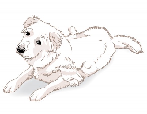 Fast color sketch. Line and few fills. Nine month old Great Pyrenees Puppy.