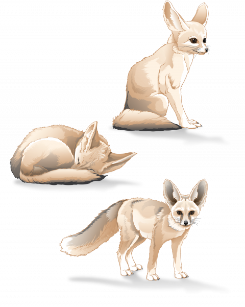 Three different poses of a fennec fox. Full Color. Rendered in Adobe Illustrator.
